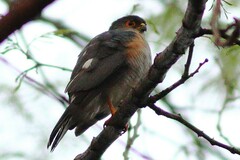Accipiter minullus