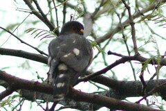 Accipiter minullus