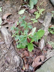 Eryngium foetidum