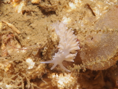 Coryphella
