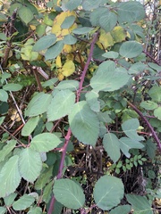 Rubus bifrons