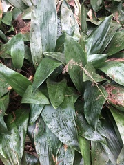 Aspidistra