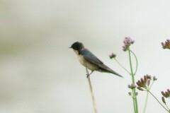 Hirundo dimidiata