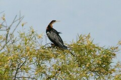 Anhinga rufa