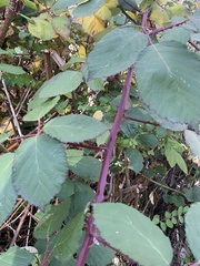 Rubus bifrons