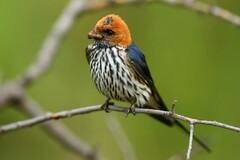 Cecropis abyssinica