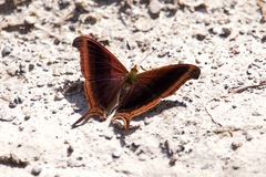 Marpesia zerynthia