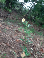 Sida rhombifolia