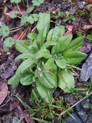 Myosotis arvensis