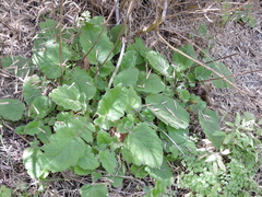 Francoa appendiculata