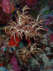 Chironephthya