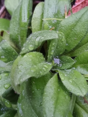 Myosotis arvensis