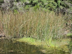 Schoenoplectus pungens