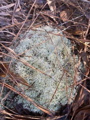 Cladonia evansii