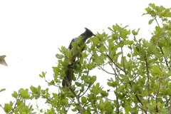 Clamator levaillantii