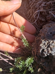 Acaena pinnatifida