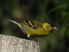 Spinus barbatus