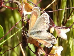 Pseudolucia chilensis
