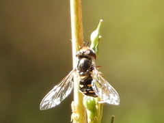 Austroscaeva melanostoma