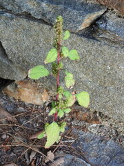 Amaranthus hybridus