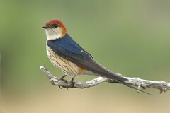Cecropis cucullata