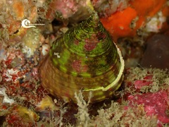 Calliostoma zizyphinum