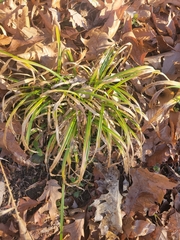 Carex pedunculata