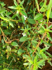 Sauvagesia erecta