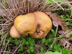 Scleroderma verrucosum