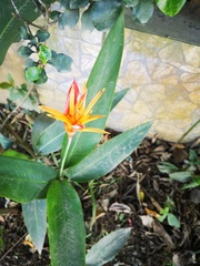 Heliconia