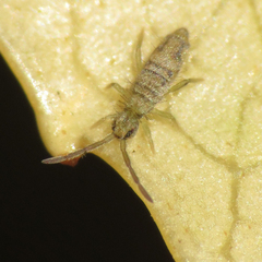 Entomobrya nivalis