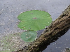 Nelumbo
