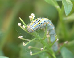 Tatochila