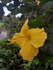 Hibiscus rosa-sinensis