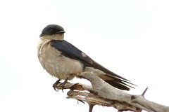 Hirundo dimidiata
