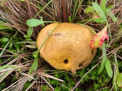 Scleroderma verrucosum