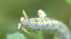 Tatochila