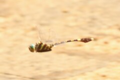 Phyllomacromia picta