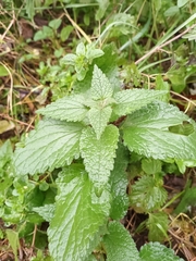 Lamium album