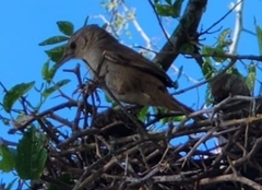 Phacellodomus sibilatrix