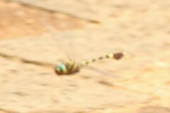 Phyllomacromia picta