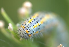 Tatochila