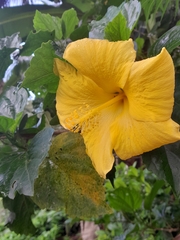 Hibiscus rosa-sinensis
