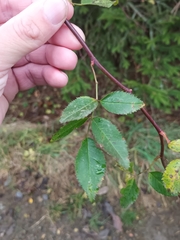 Rosa canina