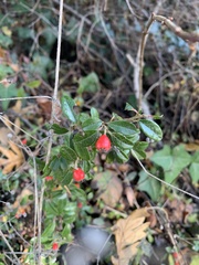 Cotoneaster simonsii