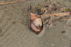 Lymnaea stagnalis
