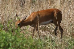 Raphicerus campestris