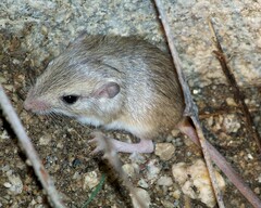 Chaetodipus penicillatus
