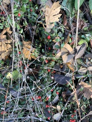 Cotoneaster simonsii