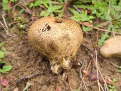 Scleroderma verrucosum